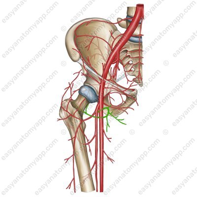 Медиальная артерия, огибающая бедренную кость (a. circumflexa femoris medialis)